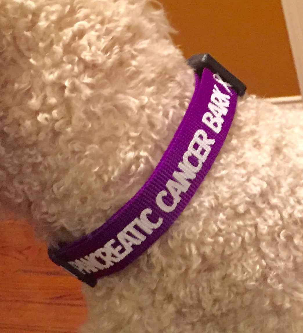 close up of dog wearing project purple pet collar