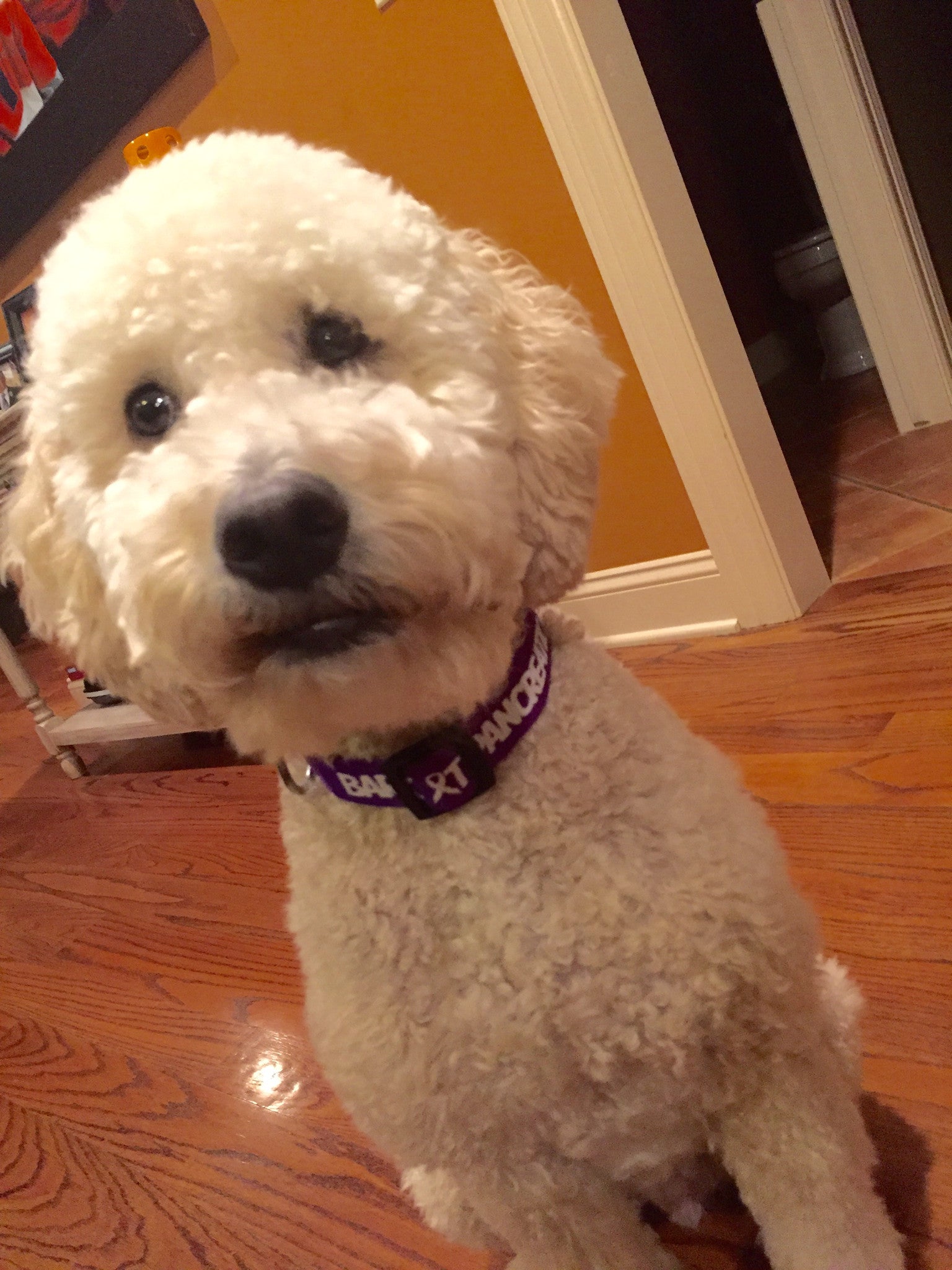 dog wearing project purple pet collar